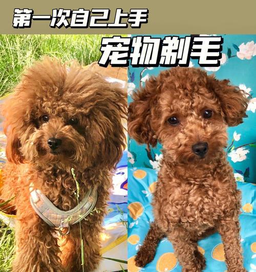 让你的爱犬毛发变深的绝妙方法（宠物爱好者必看）