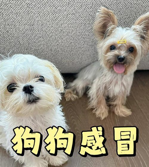 宠物犬是否会感染人类感冒（了解宠物与人类感冒的区别及传染方式）