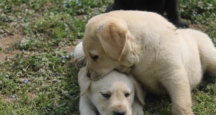 拉布拉多犬是否会咬人（探究拉布拉多犬的性格特点和咬人问题）