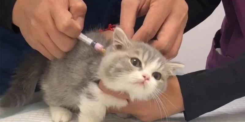 如何安全给宠物猫咪打针（以温柔和耐心保障宠物健康）