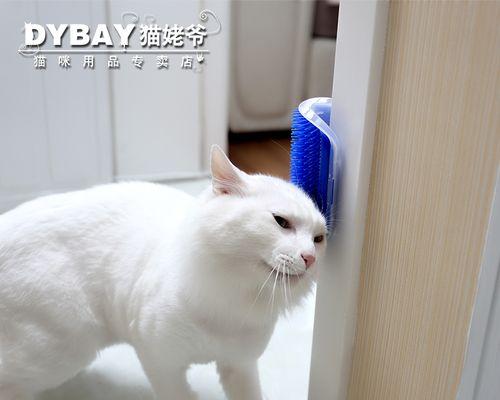 与猫咪建立沟通的技巧（宠物猫的语言）