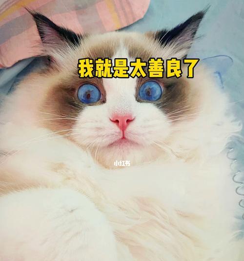 如何缓解猫咪紧张（宠物主人必看）