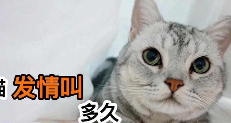 如何帮助你的猫咪度过发情期（缓解猫咪叫唤的有效方法）