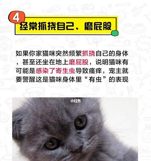 彻底清除猫咪身上的虫，健康宠物从此不再患病（宠物养护必备）