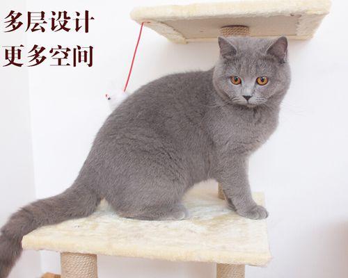 如何让宠物猫昏迷（安全有效的方法）