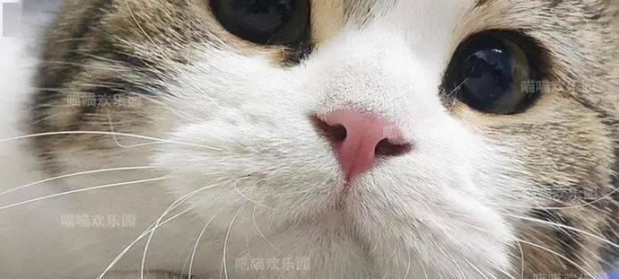 如何让宠物猫咪性情温和（从营养）