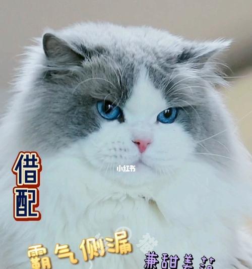 瑞典天使家布偶猫——高贵优雅的宠物之选（探寻布偶猫的魅力）