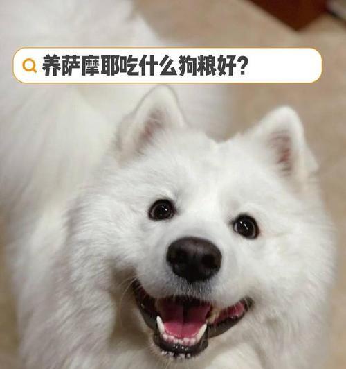 以萨摩幼犬狗粮喂多少（如何科学合理地喂养你的萨摩幼犬）