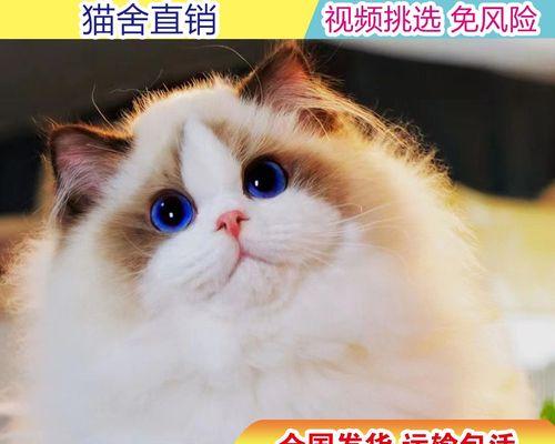 三个半月布偶猫的饮食指南（宠物饲主必看）