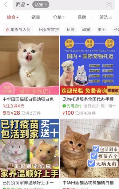 三个月的小猫是否能怀孕（了解猫咪怀孕的基本知识）