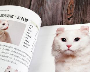 揭开神秘猫咪字典2024的面纱（以宠物为主）