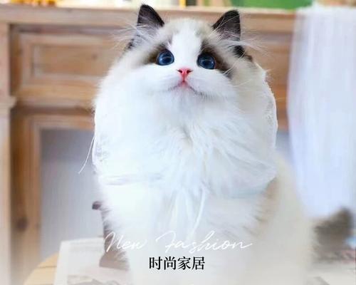 《神奇的小猫咪》（一场奇幻冒险的开始）