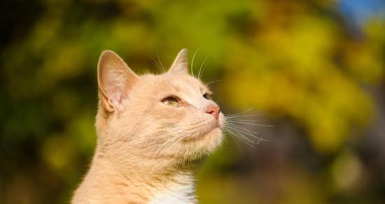 狮子猫能否食用狗粮（宠物主人必知的狮子猫饮食问题）