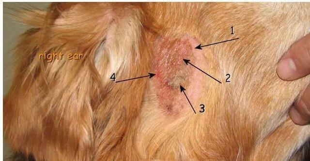 湿疹狗狗的常见生长部位和治疗方法（宠物主人必看）