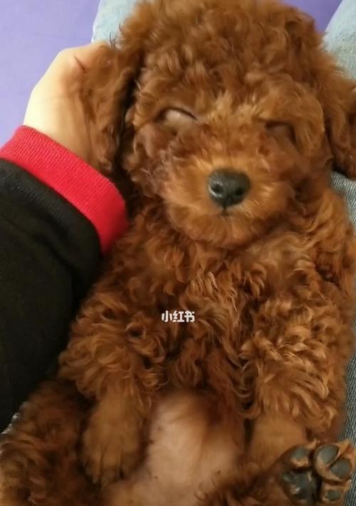 如何科学喂养十个月大的泰迪宠物犬（一天喂几次）