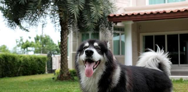 十斤狗粮能让阿拉斯加犬撑多久（宠物健康与饮食密不可分）