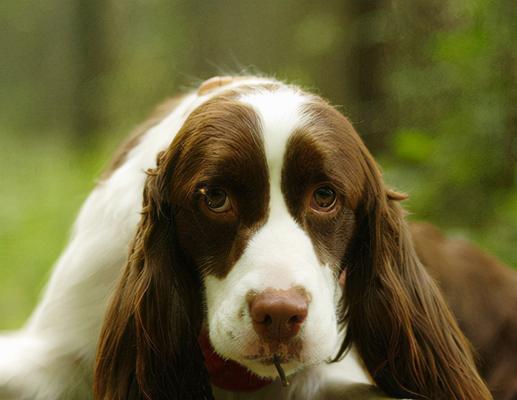 什么大型犬不爱掉毛（寻找适合家居宠物的长毛犬品种）