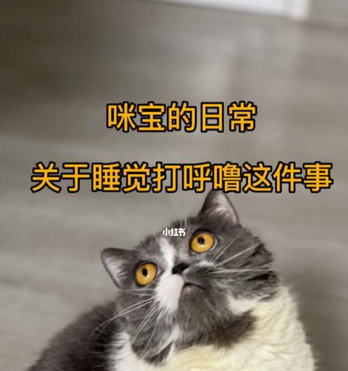 猫与动物打呼噜的奇妙现象（探索各种动物打呼噜的特点和原因）