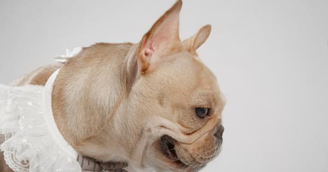 如何让你的法国斗牛犬拥有健康的皮肤（从宠物护理到饮食搭配）