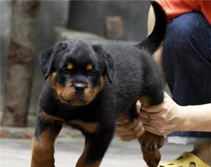 安全守护，温馨相伴——如何选择温顺又能看家的犬种（宠物犬的多重价值与养护指南）