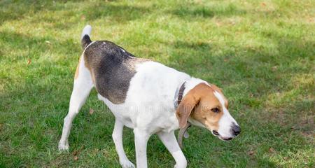 从宠物转型为猎犬，需要考虑哪些因素（从宠物转型为猎犬）