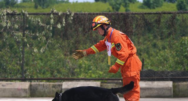 选择什么犬作为搜救犬（以宠物为主）