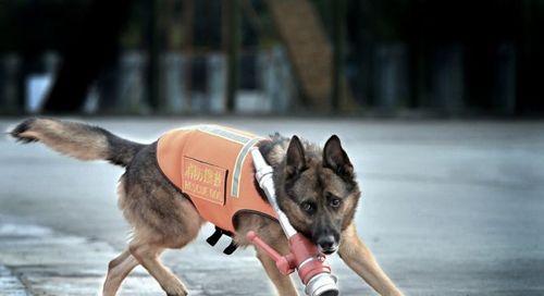 选择什么犬作为搜救犬（以宠物为主）