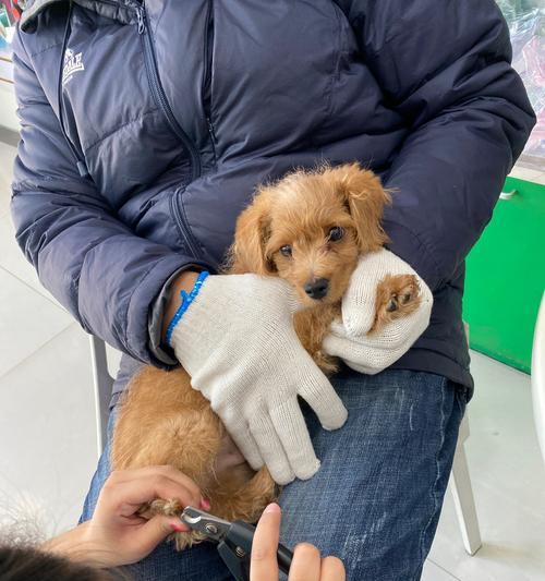 小狗打针的最佳时间（为什么打针很重要）