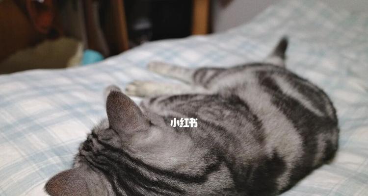 床上玩耍的理想猫咪（以哪种猫咪为主）