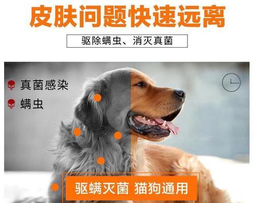 如何让宠物狗狗止痒？探索有效药物治疗方法