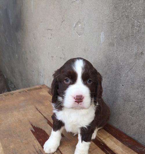 以史宾格狗狗的智商探讨宠物犬种的智商水平（以史宾格犬的智商为例）