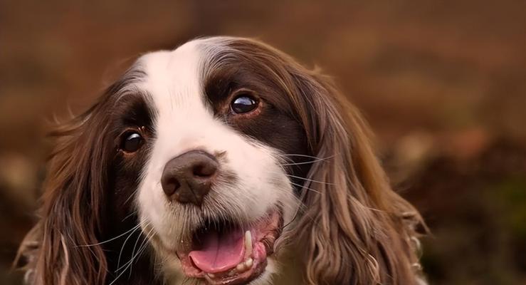 以史宾格犬为警犬的原因（狩猎本能与服从训练的完美结合）