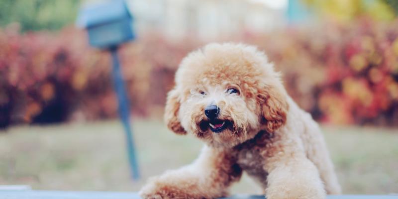 史上最萌的狗——柯基犬（探秘柯基犬的魅力）