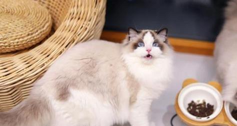 适合布偶猫的女生食物（为你的宠物提供健康美味的饮食）