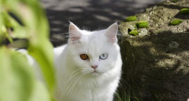 选择最适合双子座的猫（挑选宠物猫的关键特征与品种推荐）