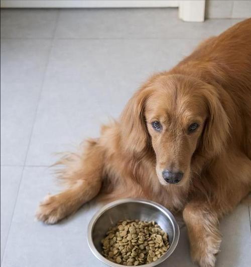 四个月大金毛犬狗粮喂养指南（从饮食需求到喂养技巧）