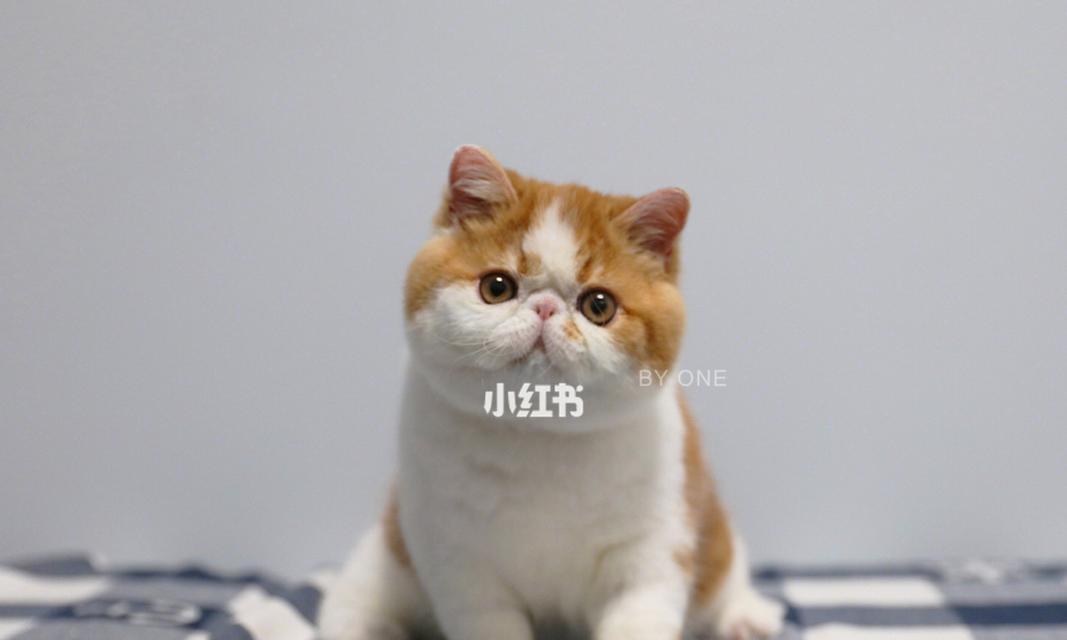 四个月大的猫咪养护指南（以宠物为主）