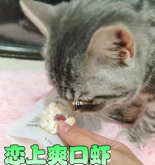 四个月大的宠物狗能否食用虾头？