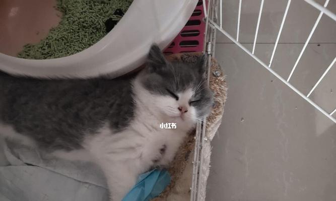 四个月小猫的成长历程（了解宠物猫在四个月的生长发育情况）