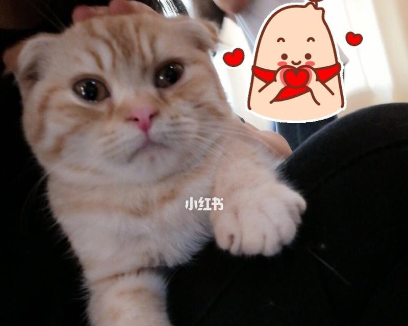 《探寻梁和的故事》（以苏折耳猫为主角的宠物小说）