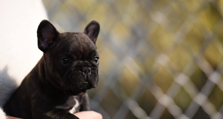 探索法国斗牛犬（以台湾法国斗牛犬为例）