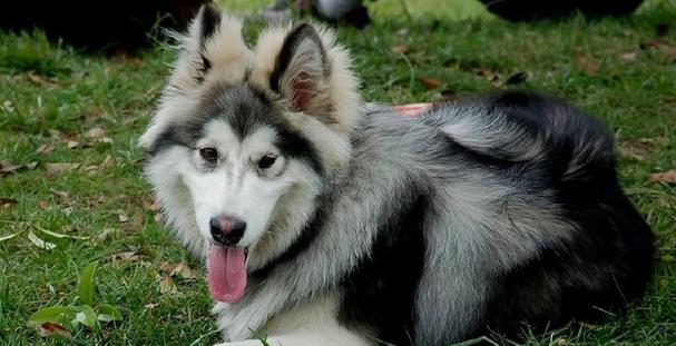 深入探索台州阿拉斯加雪撬犬（一窥这个温顺勇敢的宠物的特点和魅力）