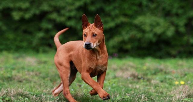 以太仓犬守猎——忠诚卫士的使命（探秘以太仓犬的狩猎本能和特点）