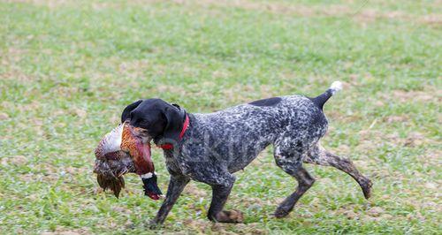 以太仓犬守猎——忠诚卫士的使命（探秘以太仓犬的狩猎本能和特点）