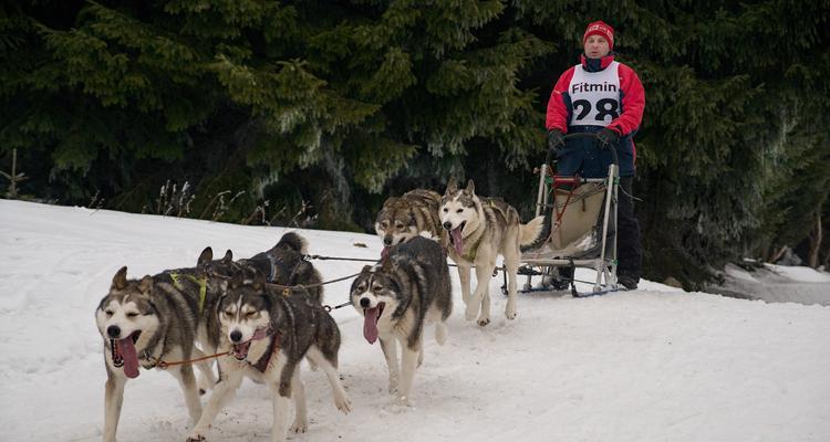 阿拉斯加雪橇犬拉雪橇体验（探寻北极犬的拉力之旅）