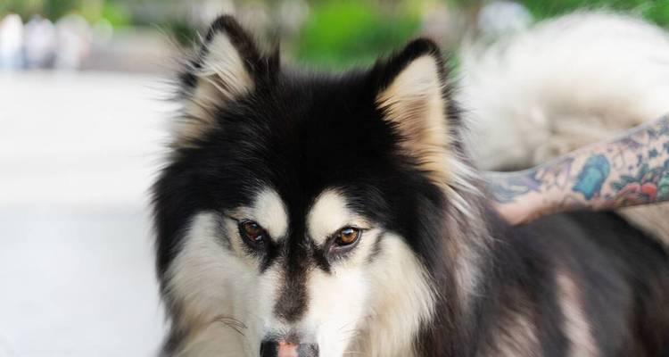 阿拉斯加雪橇犬拉雪橇体验（探寻北极犬的拉力之旅）