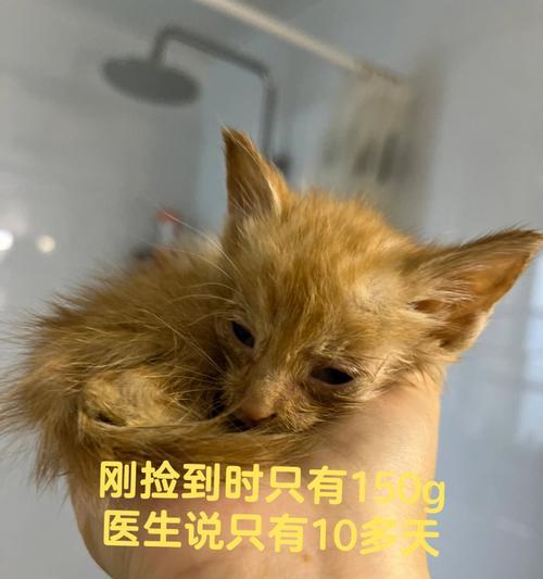 宠物猫咪被跳蚤爬进眼睛，如何应对（探究跳蚤对猫咪眼睛的危害）