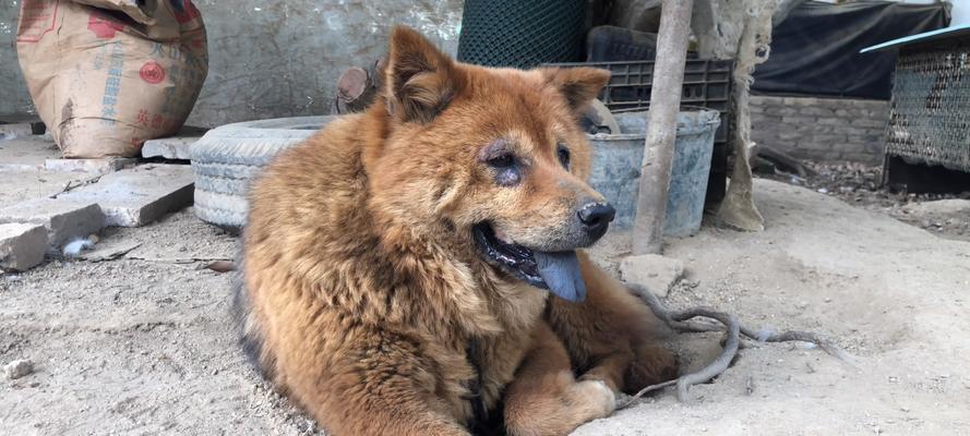 以土狗养殖喂什么长的快（探讨土狗饲养中的营养需求及食物选择）