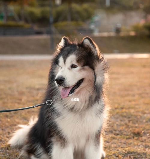 网红可乐阿拉斯加犬的逝去（挚爱宠物与人的深情离别）