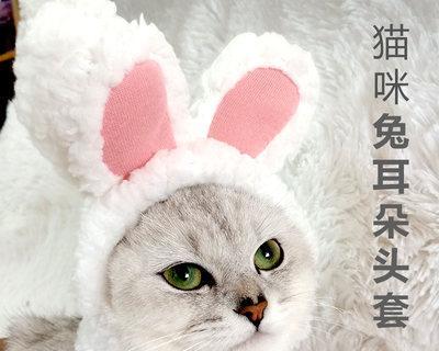 网红猫咪“快手”献唱，引发全民追捧（以宠物为主的音乐文化新风潮）